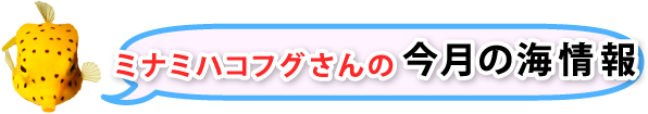 今月の海情報